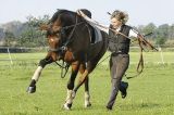 Spanischer Trab im neben herlaufen